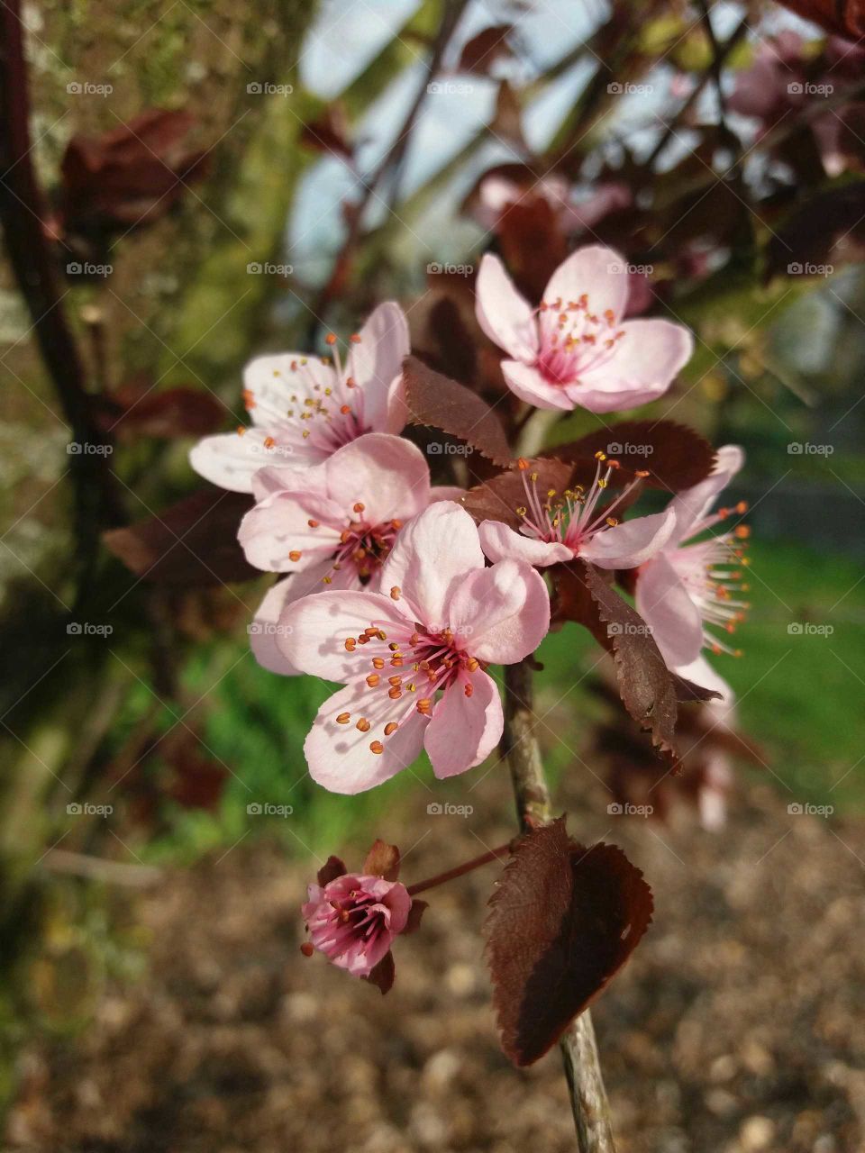 spring blossoms