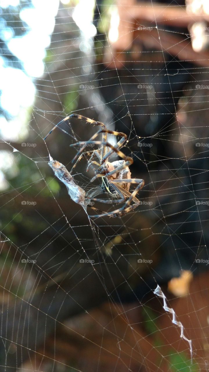 Aranha lançando teias em inseto.