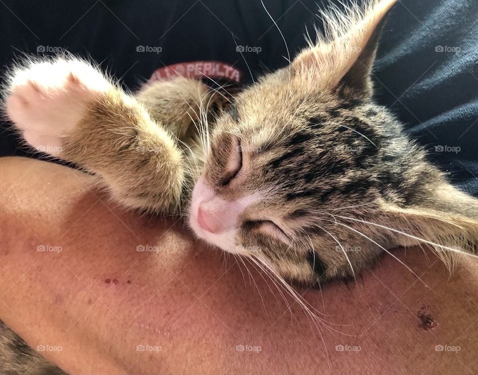 Holding a new kitten