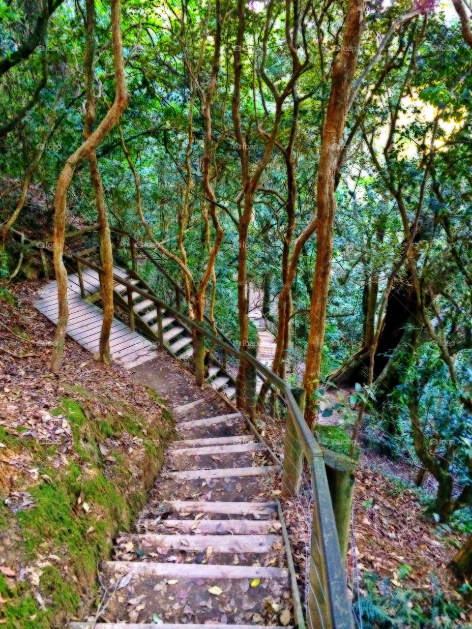 Stairs in bush