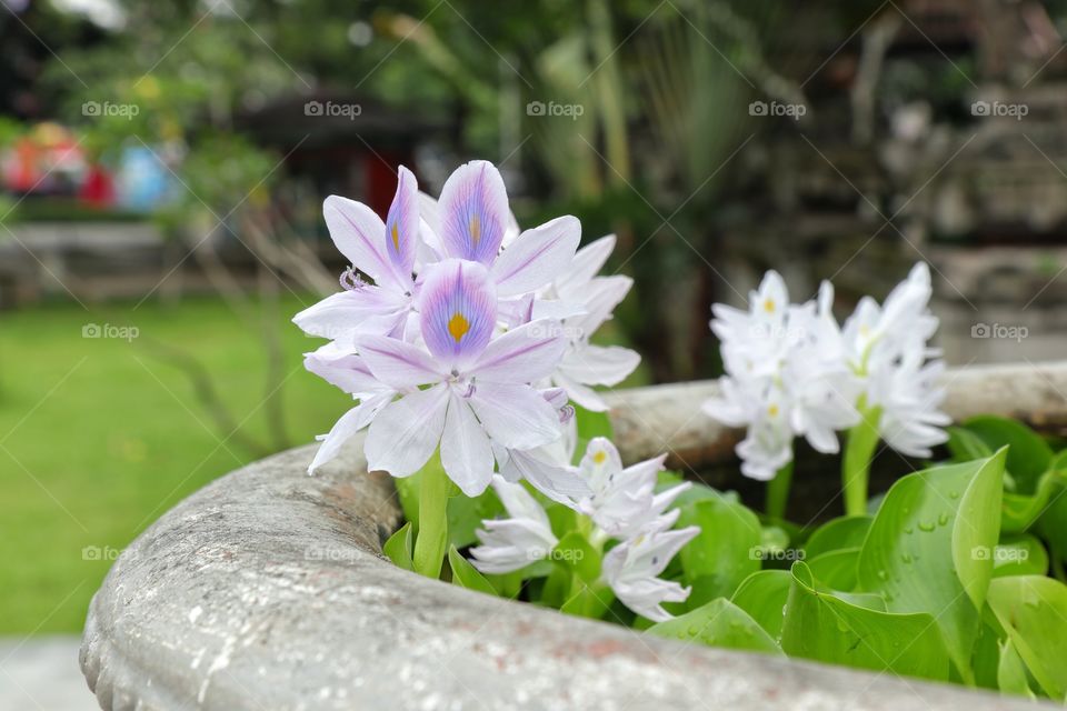 Eichhornia crassipes aka water hyacinth