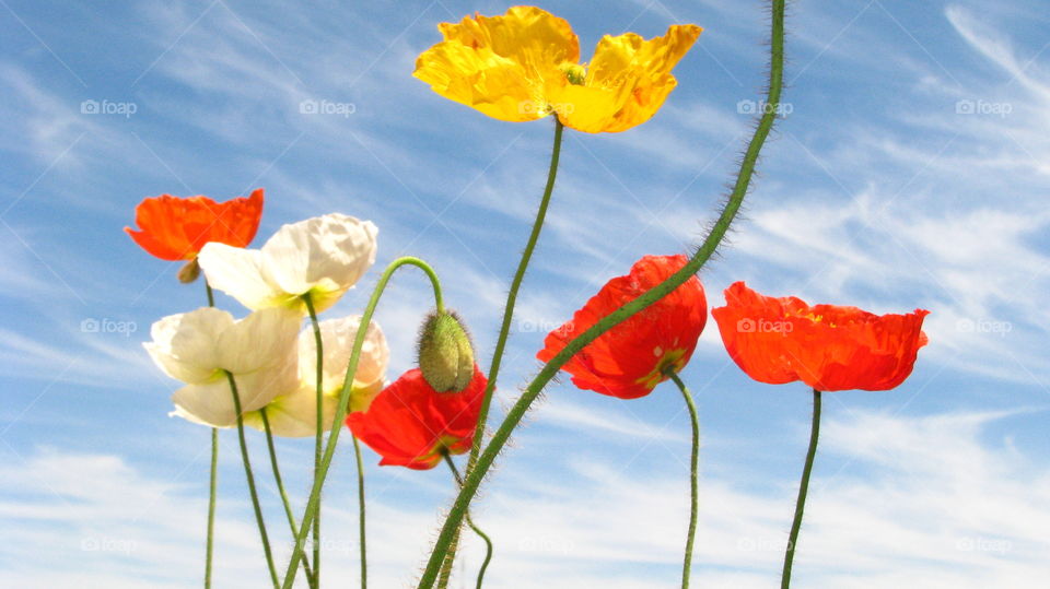 Multicolored flowers blooming against sky