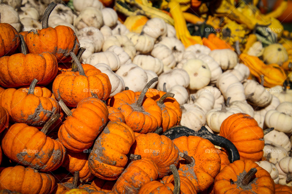 Colorful pumpkins