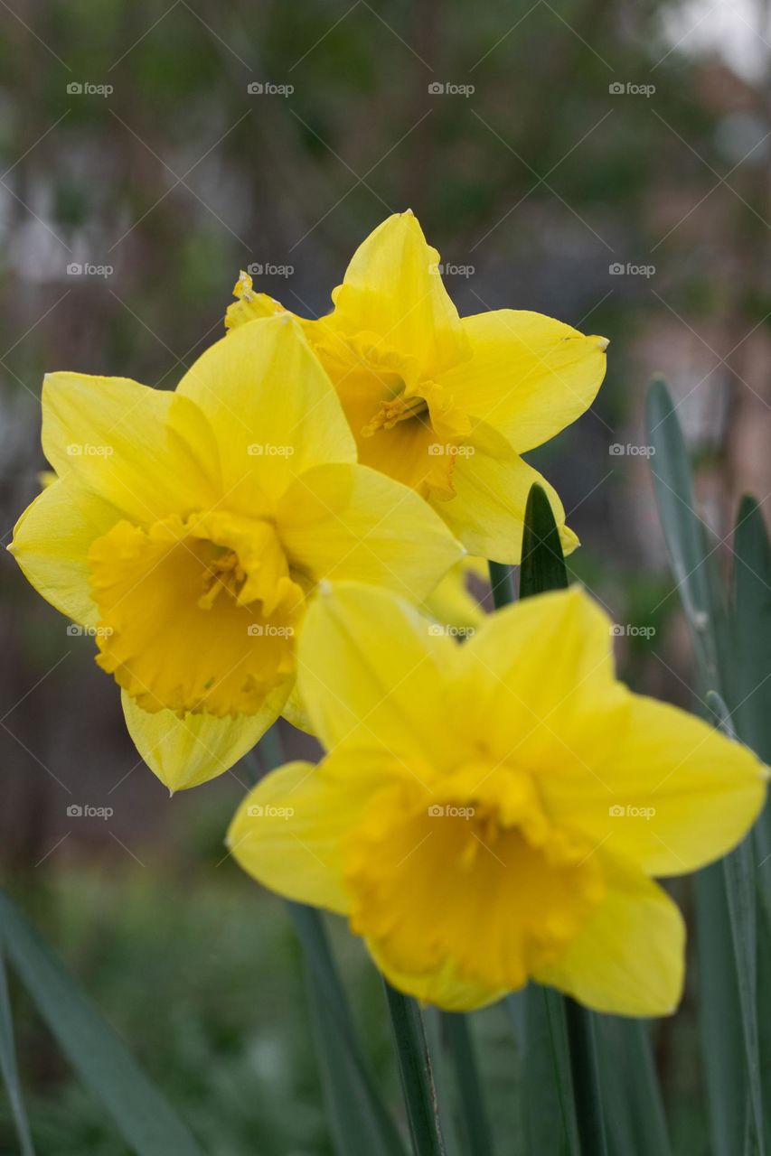 Photo of yellow daffodils during spring