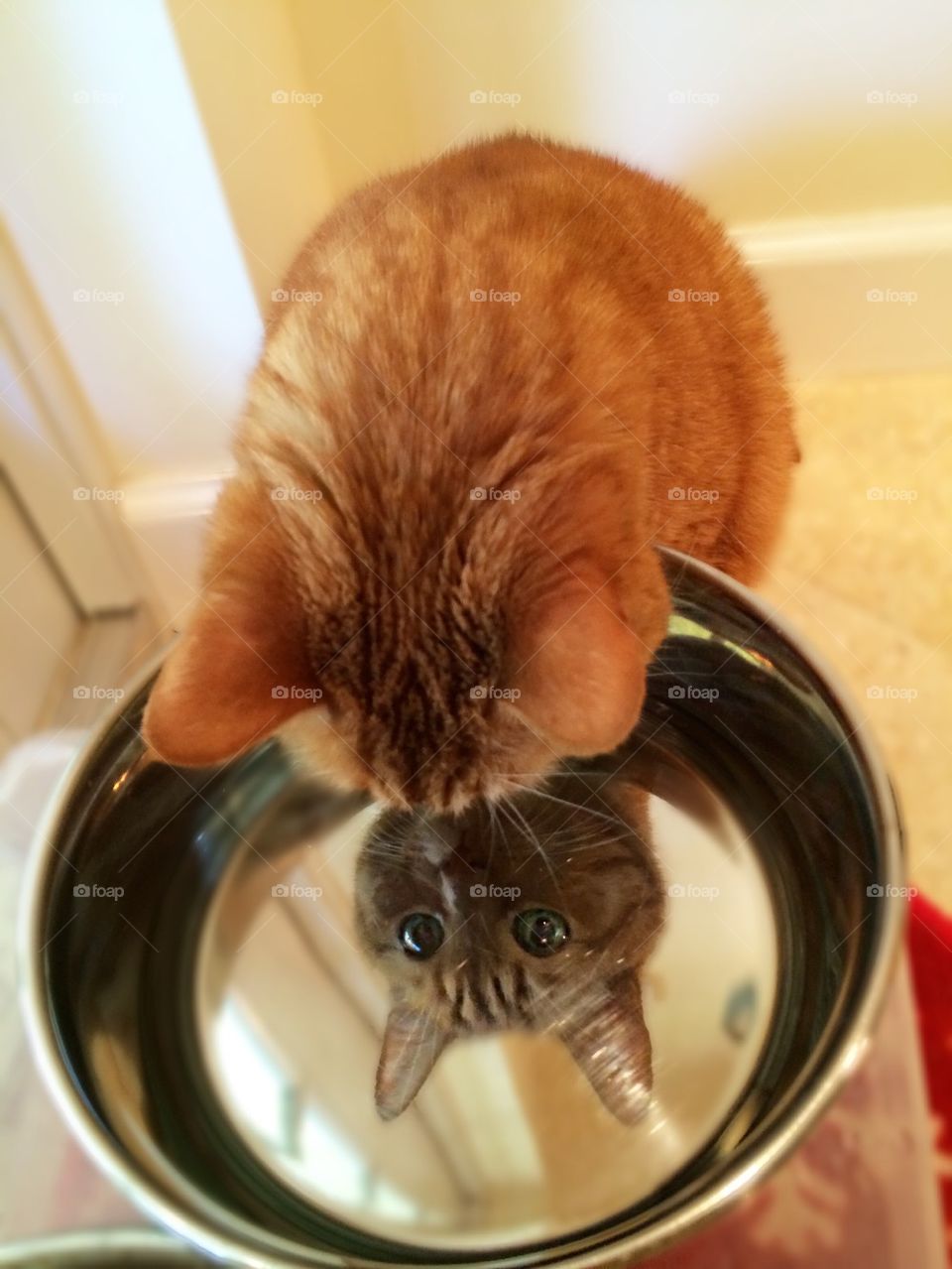 Reflection of cute cat in bowl