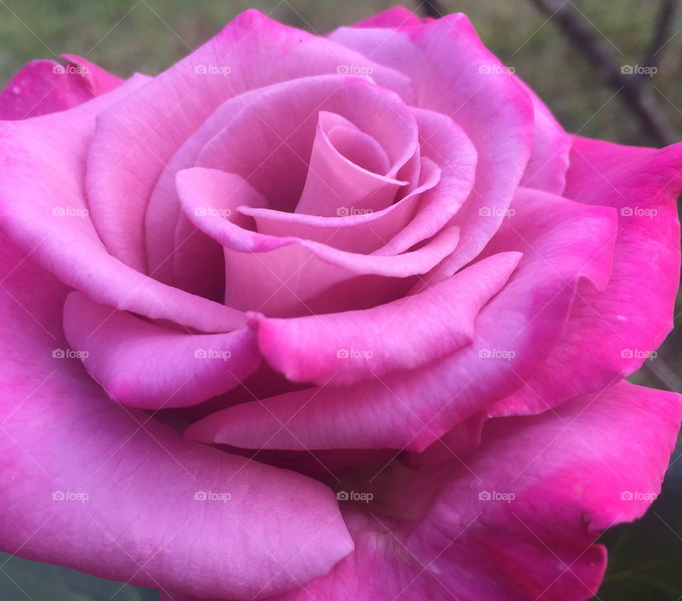 The pink rose 