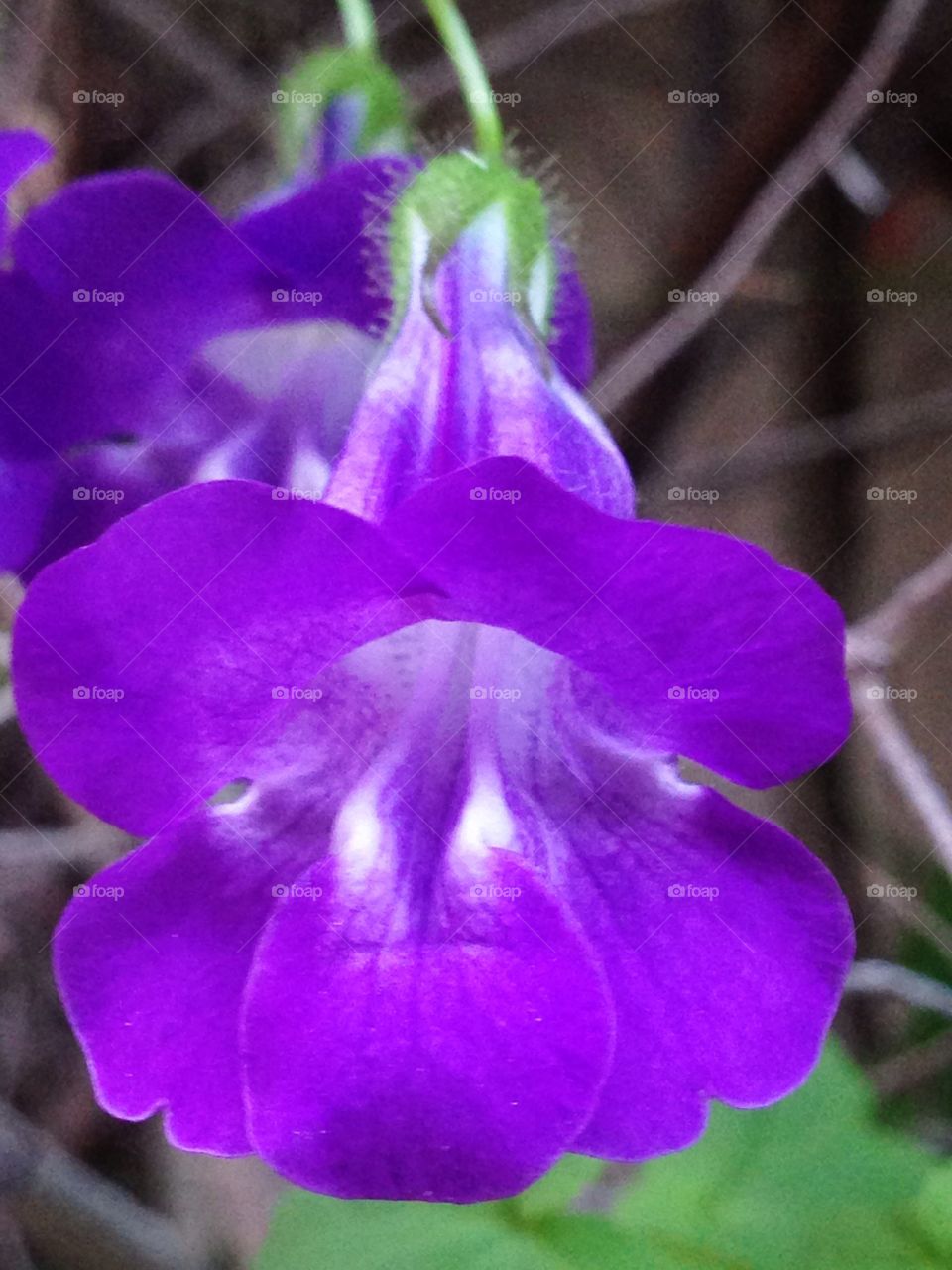 Violet flower in a garden 