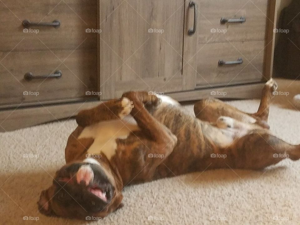 silly boxer
