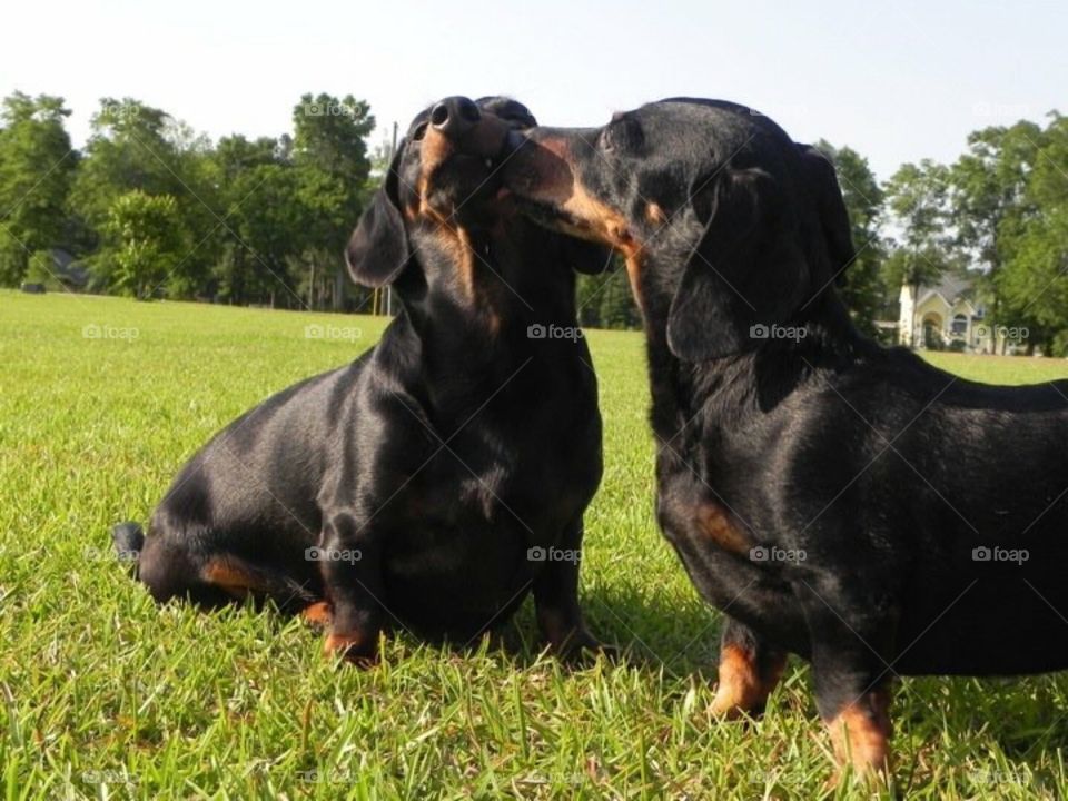 My buddies. Dachshunds 