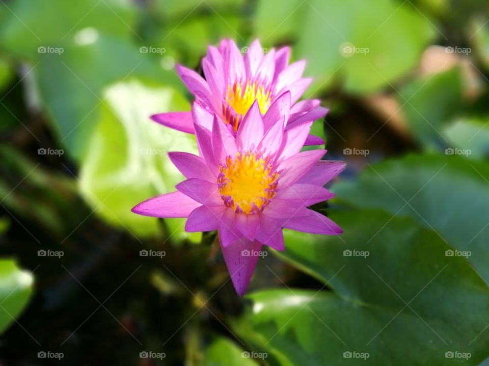 Pink lotus #2