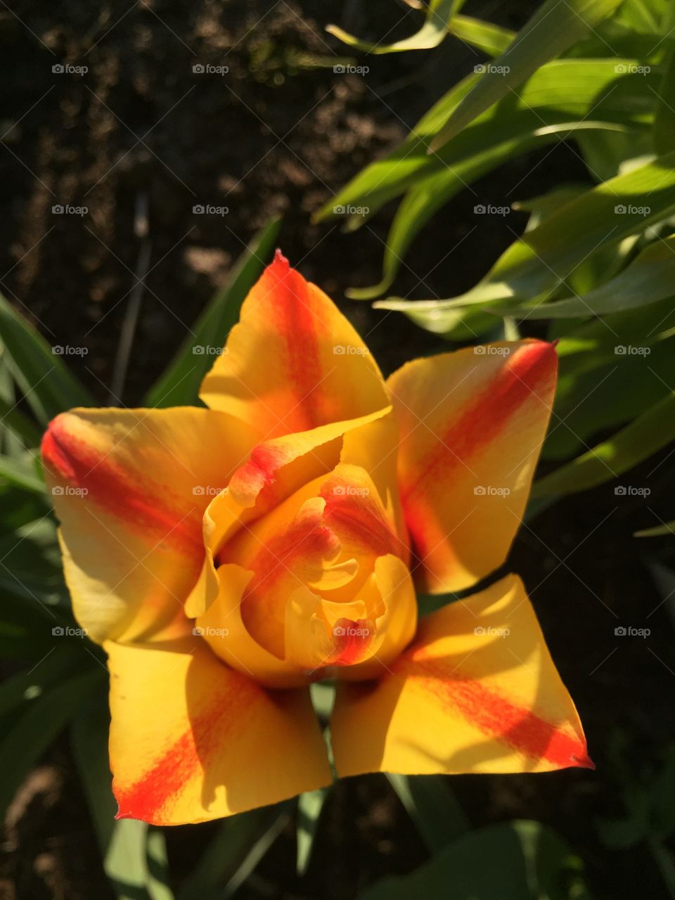 Rote Tulpe Natur Garten yellow gelb tulip