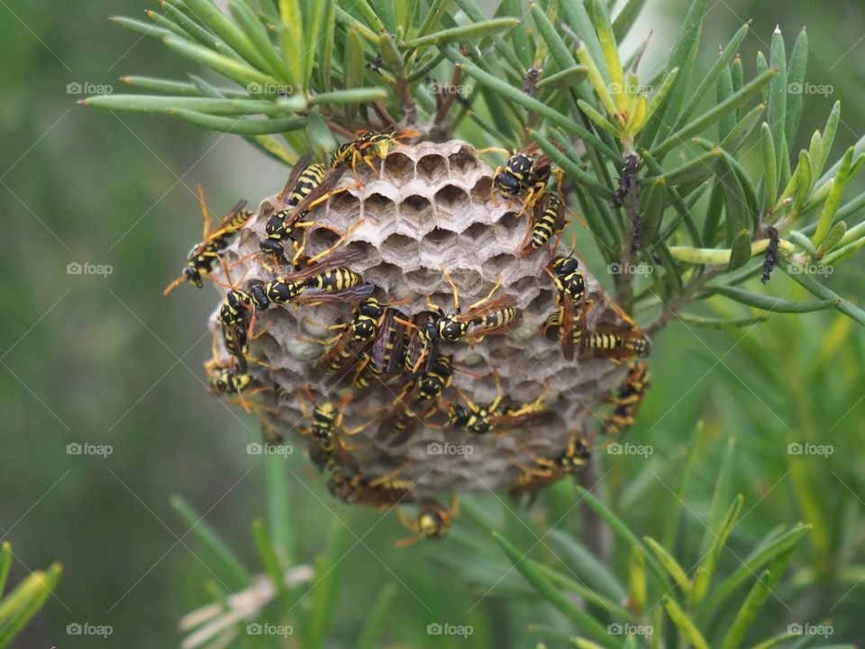 wasps nest