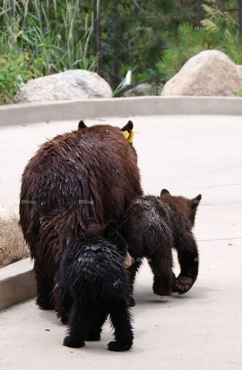 Mamma and babies. Bears in Colorado don't care if you watch them devour your trash 