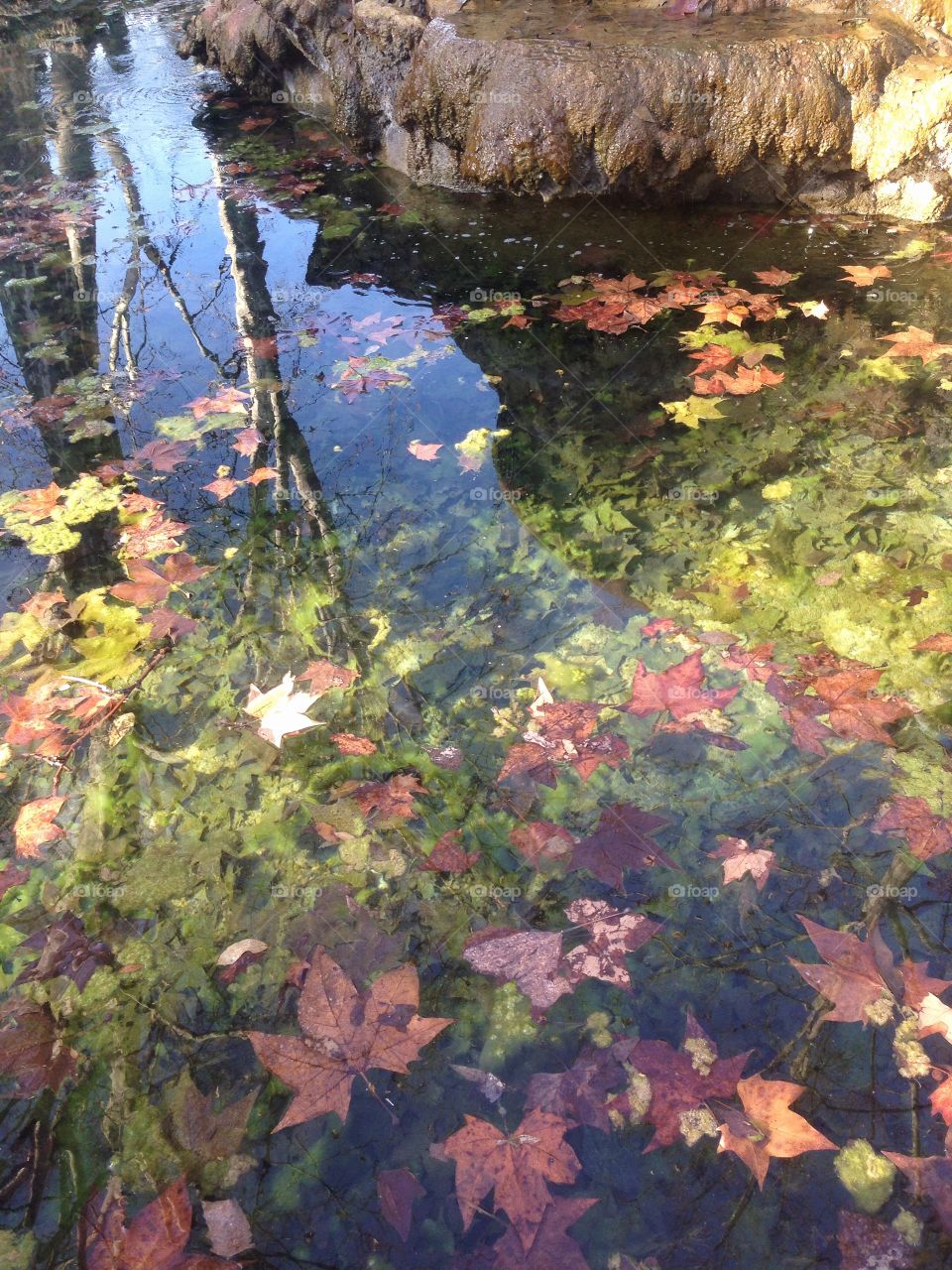 Leaves in a pond