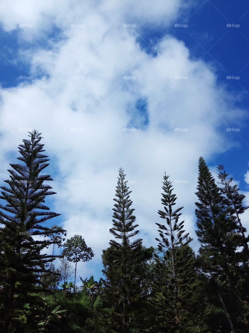 Trees  in front of the sky