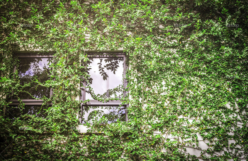 Green leaf covering building wall with window