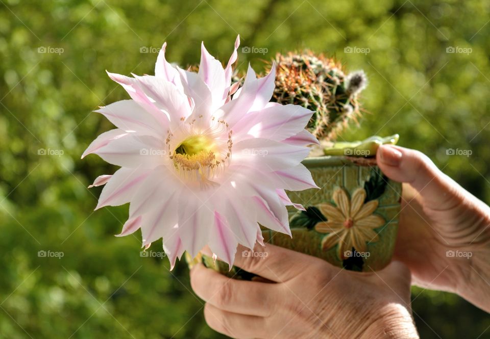 gentle pink beautiful cactus flower in the female hands in pot house plants green summer background
