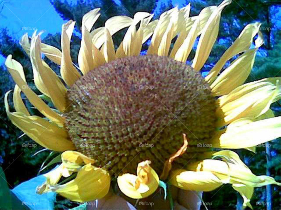 Closeup of Sunflower from my garden🌻