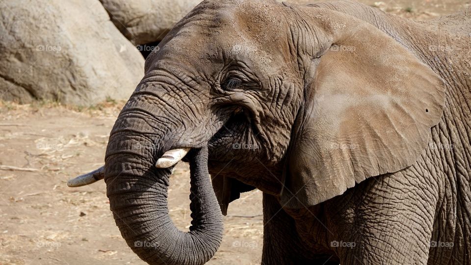 A smiling gray elephant enjoying the warm sunny day.