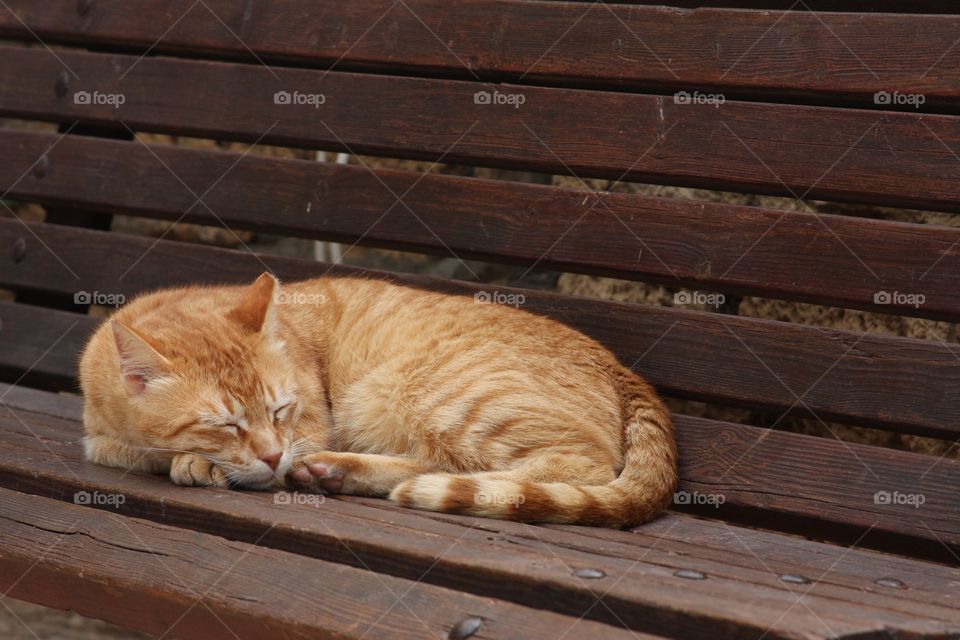 Cat on a bench