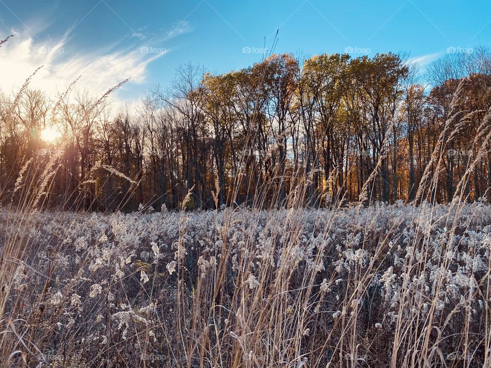 An evening stroll through the tall grasses in an Ohio woodlands 