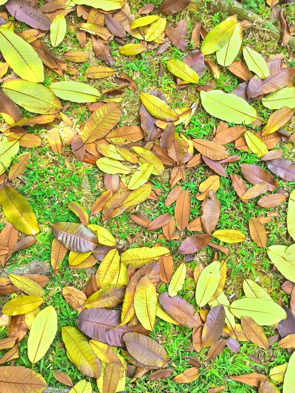 Leaves