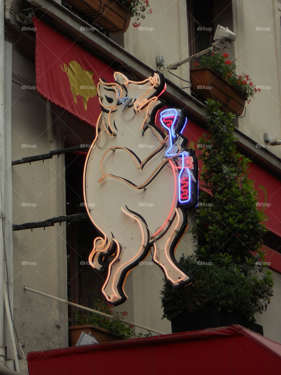 Swine Sign