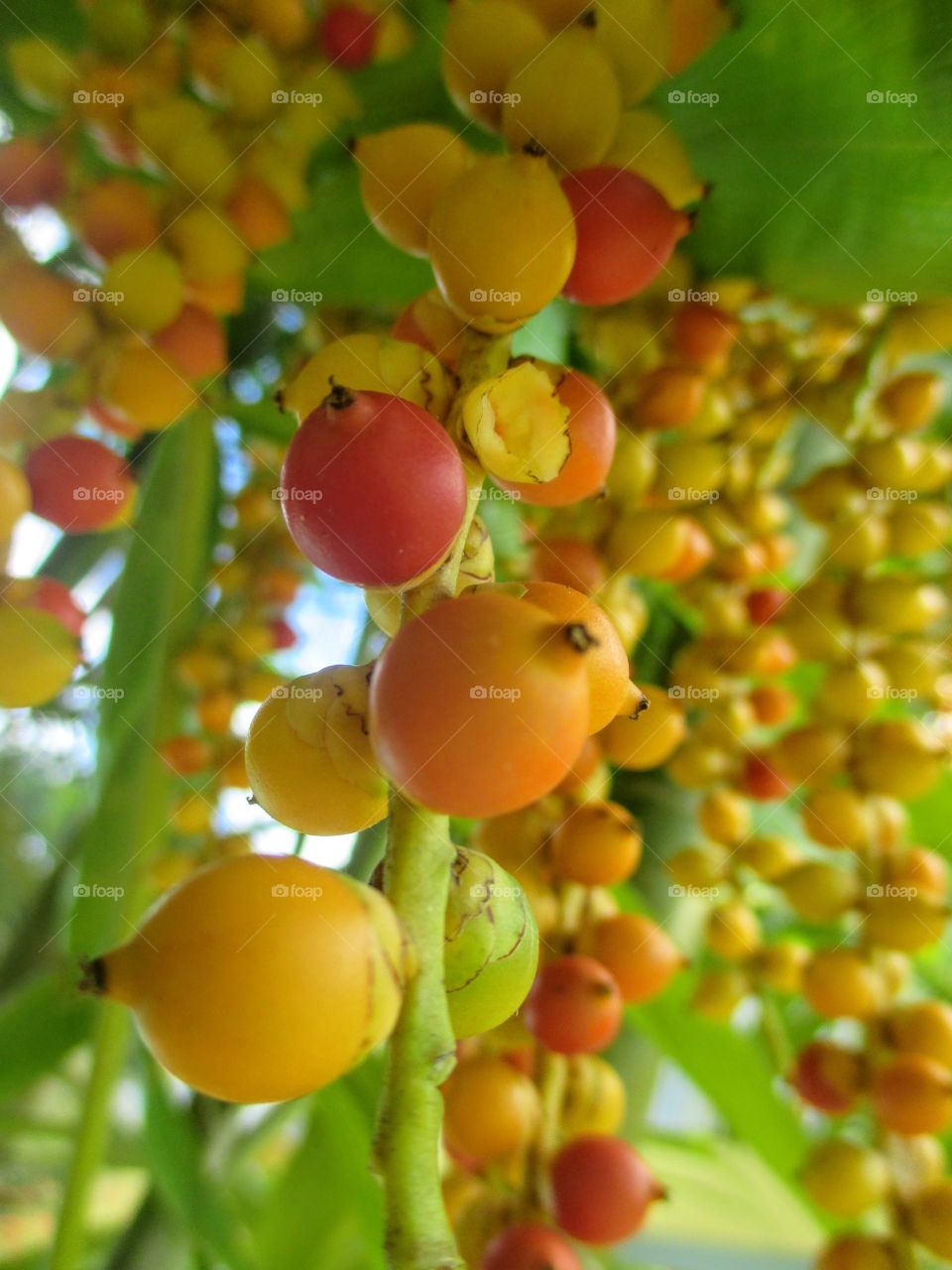 palm fruit