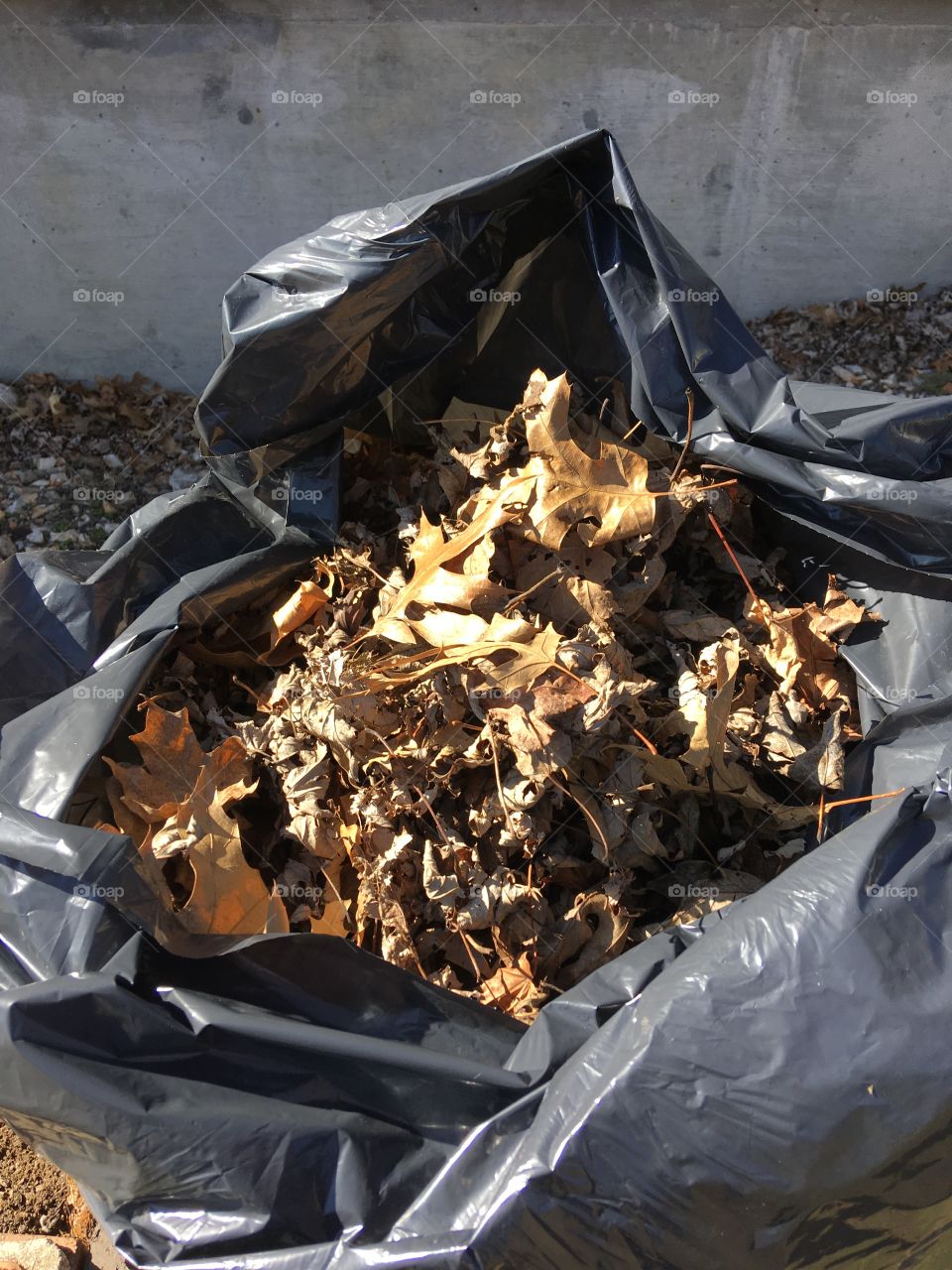 A Big black bag of dried brown leaves that has been raked up to throw in the dumpster. 