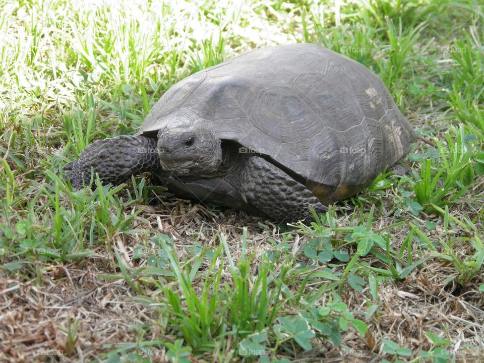 Taking a Walk through our Yard