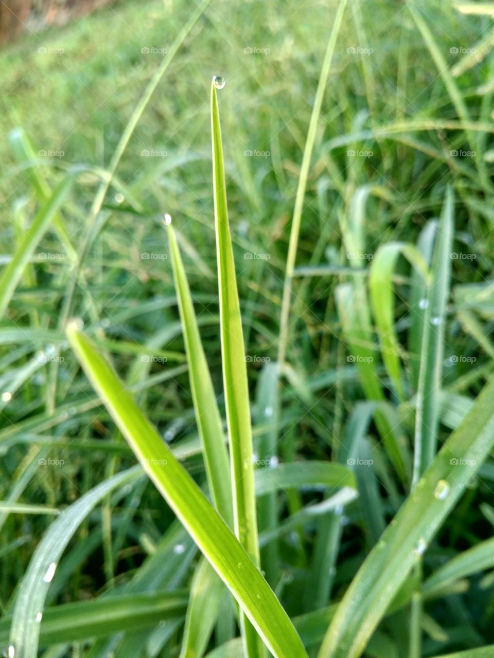 Grass