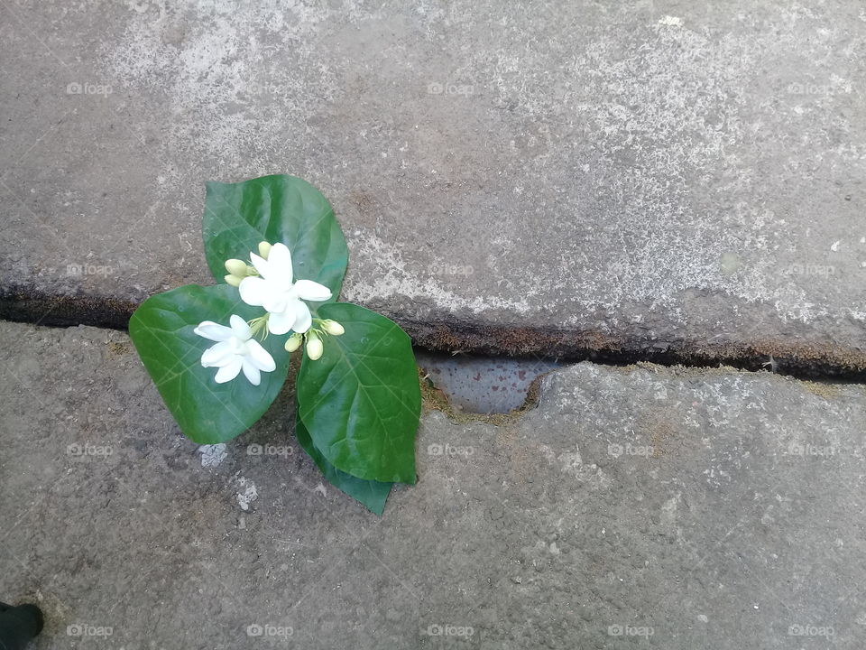 jasmine flower interrupted by the wall