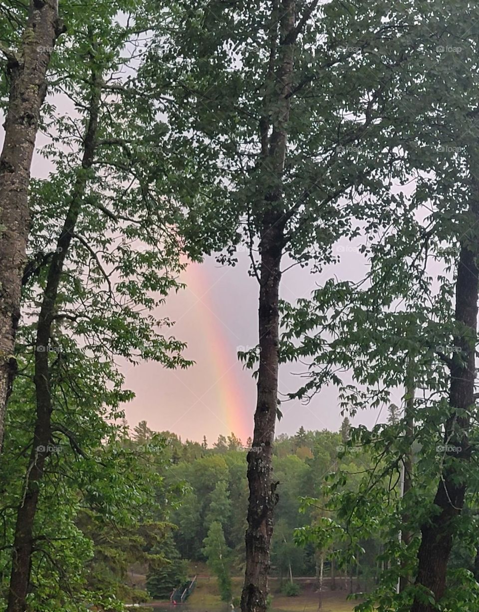 rainbow in the forest