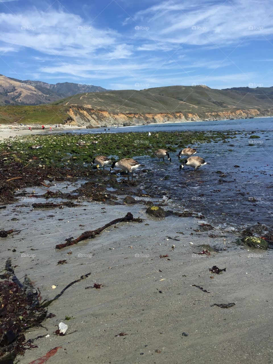 Geese at the Beach 2. Taken in Big Sur