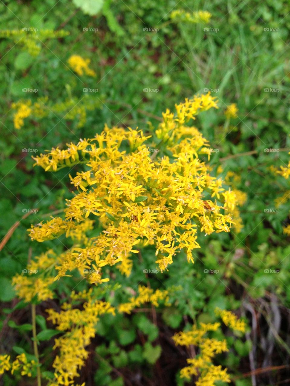 Goldenrod