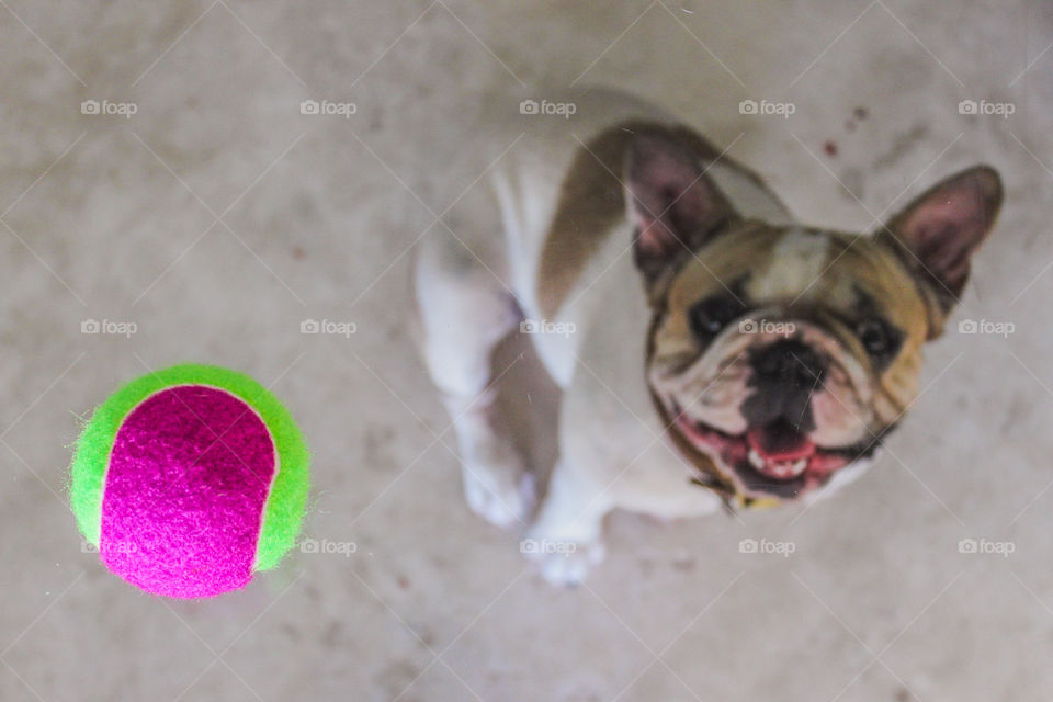 Dog and ball