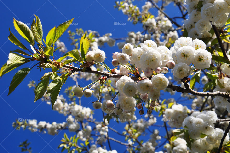 Tree, Branch, Nature, Flower, Season