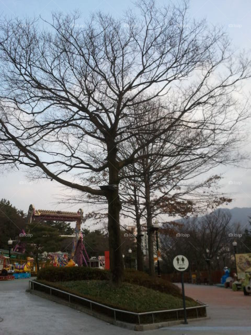 Trees design in Korea
