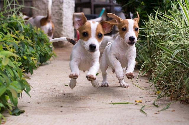 Two dog running on footpath