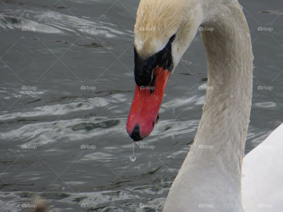 Graceful Swan