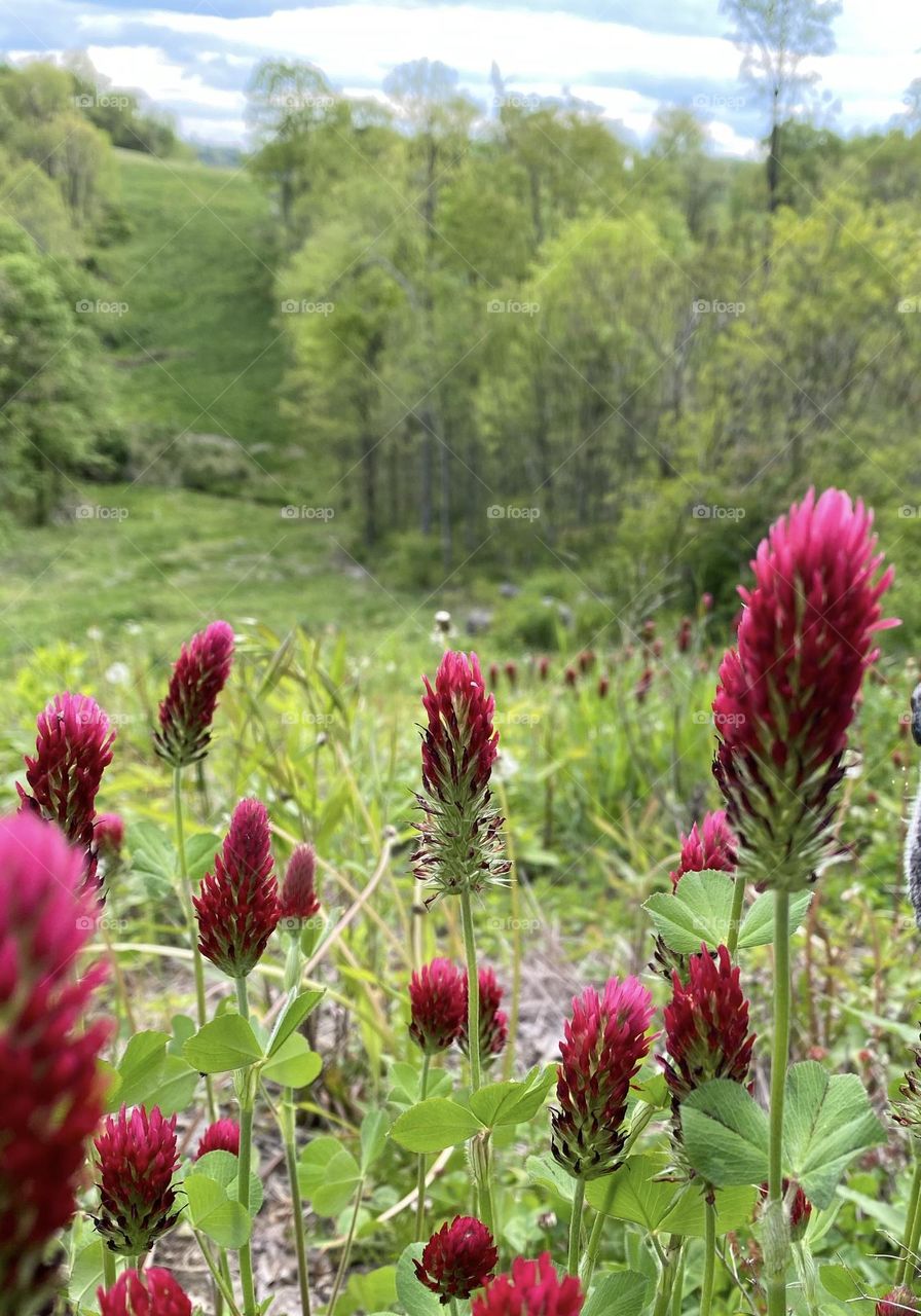 Unique spring flower