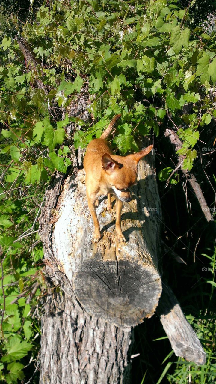 Dog On A Log!