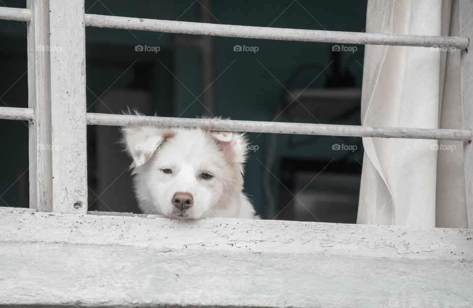 Waiting for the owner to go for a walk