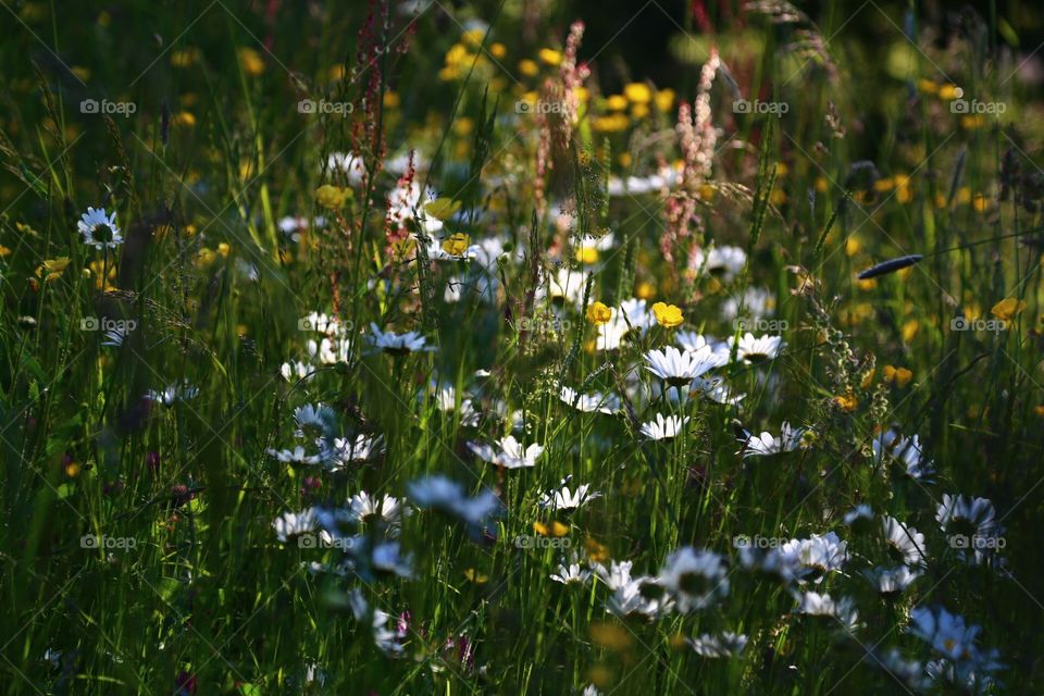 Summer evening blossom. Wild flowers in a summer night