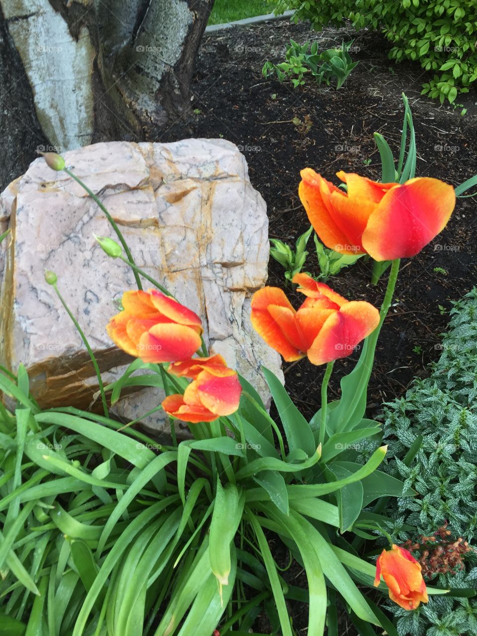 Sunshine and Sunrise Tulips in the Rain