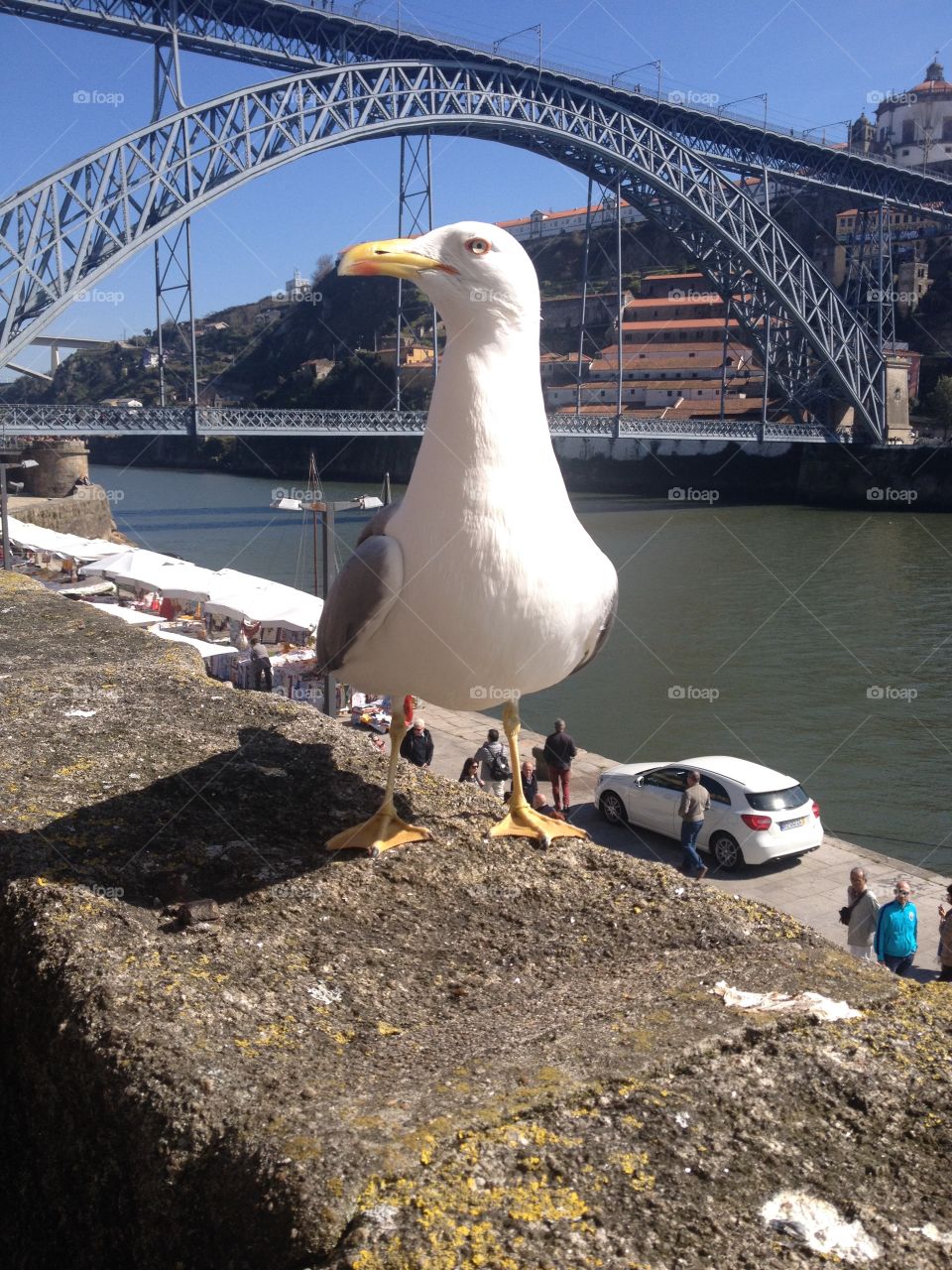 Seagull close to the river