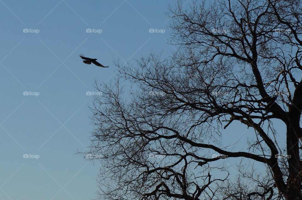 Hawk in flight at dusk. Photo taken in Oklahoma.  Hawk flying to a tree.