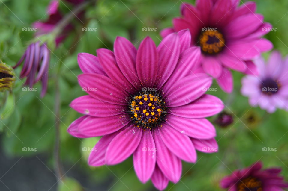 Close-up of pink flowers