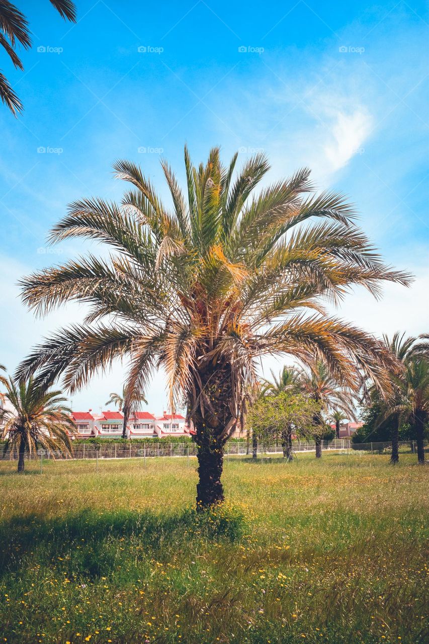 Date palm tree and wildflowers in a park