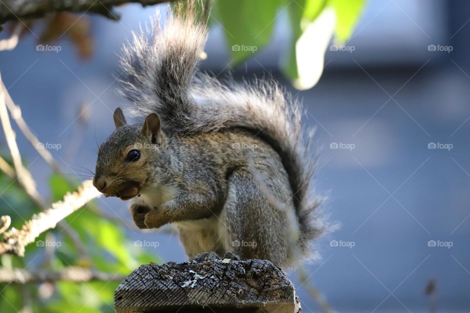 Squirrel perched 